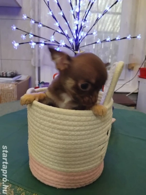 extra mini fajtiszta csivava kisfiú