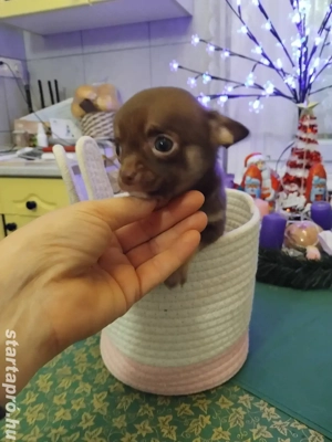 extra mini fajtiszta csivava kisfiú - kép 4