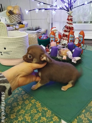 extra mini fajtiszta csivava kisfiú - kép 5