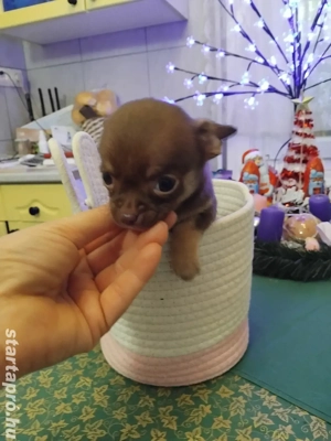 extra mini fajtiszta csivava kisfiú - kép 3