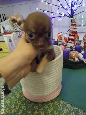 extra mini fajtiszta csivava kisfiú - kép 2