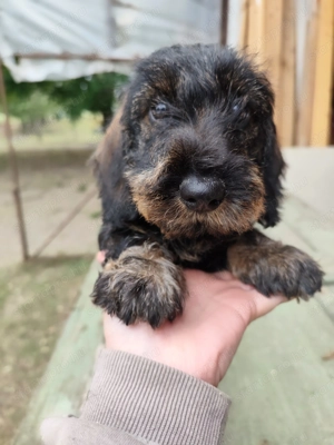 Törzskönyvezett minőségi szálkás szőrű tacskó kiskutyák  - kép 5