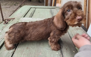 Törzskönyvezett minőségi szálkás szőrű tacskó kiskutyák  - kép 4