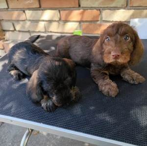 Törzskönyvezett minőségi szálkás szőrű tacskó kiskutyák 