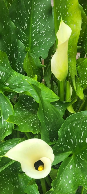 Gumós kála rizóma eladó