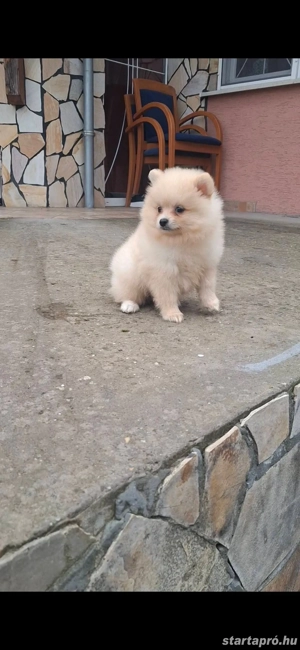 Csoda szép Spicc - kép 2