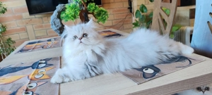 Eladó perzsa cica - kép 3