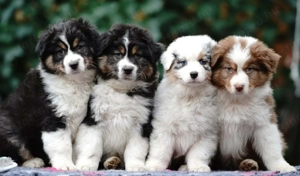 Ausztrál juhászkutya kölykök eladók 