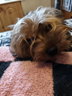 Fajtatiszta Yorkie szuka kiskutya eladó