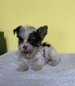 Biewer yorki mini kisfiú eladó