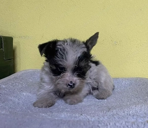 Biewer yorki mini kisfiú eladó - kép 2