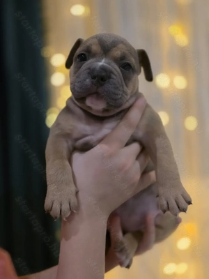 American bully kiskutyák Abkc 