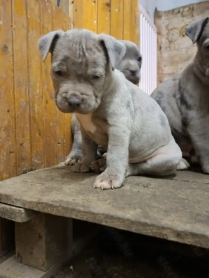 Kék Amstaff  kiskutya