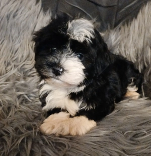 Bichon havanese kisfiú - kép 2