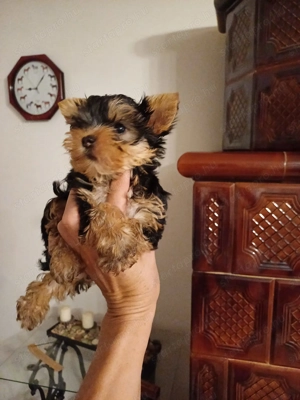 Yorki , yorkshire terrier kiskutyák - kép 2