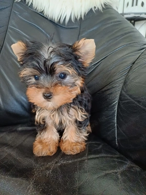 Yorki , yorkshire terrier kiskutyák - kép 6