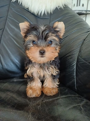 Yorki , yorkshire terrier kiskutyák - kép 5