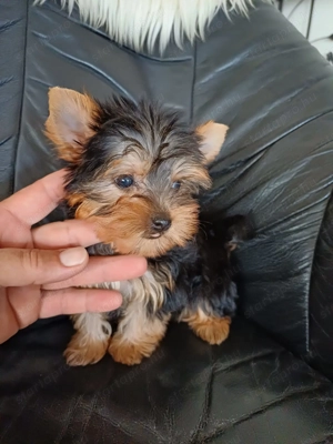 Yorki , yorkshire terrier kiskutyák - kép 7