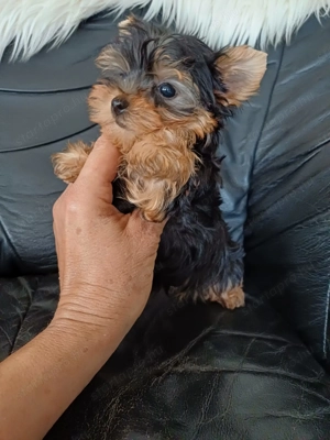 Yorki , yorkshire terrier kiskutyák - kép 4