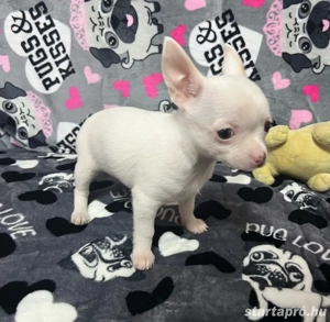 Csivava kislány  - kép 2