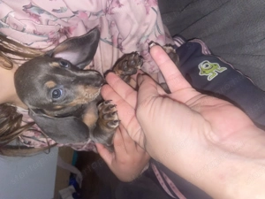 Kék cser törpe tacskó lány - kép 3