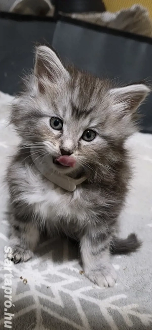 Maine coon kiscicák - kép 2