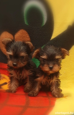 Mini yorki csajok - kép 4