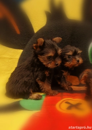 Mini yorki csajok - kép 2