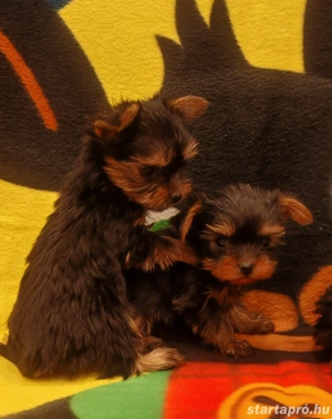Mini yorki csajok - kép 3