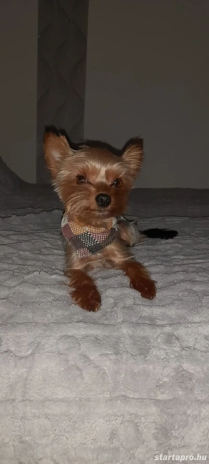 Mini yorki csajok - kép 6