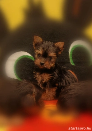 Mini yorki csajok - kép 5