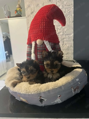 Yorki kis baba kiskutyák