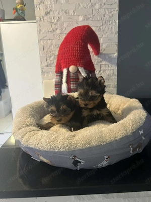 Yorki kis baba kiskutyák - kép 2