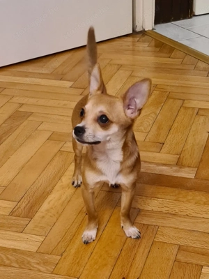 Csivava ( jellegű ) kutyababák eladósorban! - kép 2