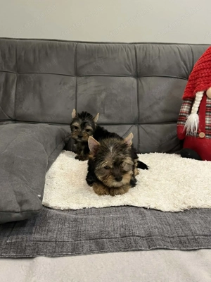 Yorkhsire terrier kiskutyák - kép 2