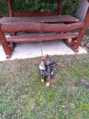 német juhász (németjuhász) kölyök - kép 2