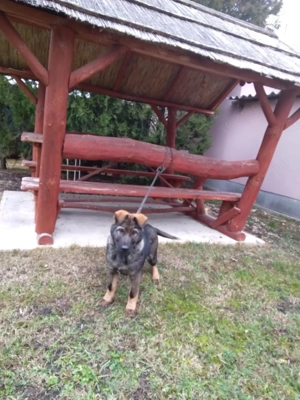 német juhász (németjuhász) kölyök - kép 3