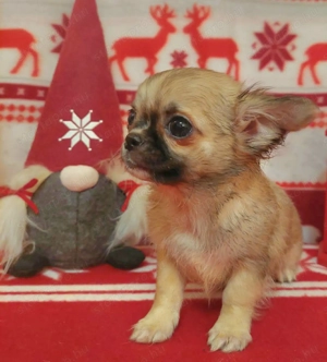 Csivava kisfiú FCI törzskönyvvel!