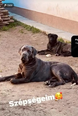 Cane Corso kutya