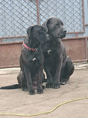 Cane Corso kutya - kép 2