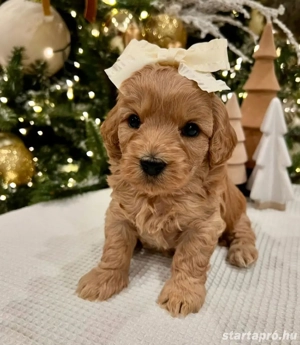   toy uszkár maltipoo kiskutyák    - kép 2