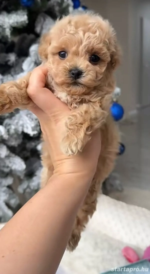   toy uszkár maltipoo kiskutyák   