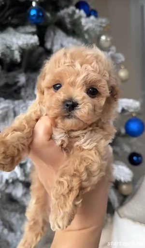   toy uszkár maltipoo kiskutyák    - kép 4
