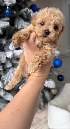   toy uszkár maltipoo kiskutyák    - kép 3