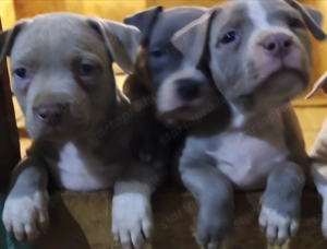 Növendék kis kutyák. Eladók  - kép 3