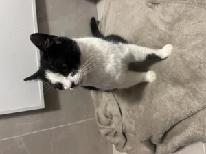 Ingyen cica  - kép 2