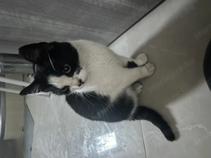 Ingyen cica  - kép 3