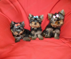 Mini yorkshire terrier kan kiskutya eladó
