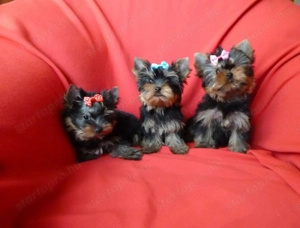 Mini yorkshire terrier kan kiskutya eladó - kép 2