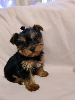 Yorkshire terrier - kép 5